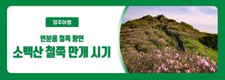 영주 소백산 철쭉 만개 시기 - 철쭉제 연화봉 비로봉 개화