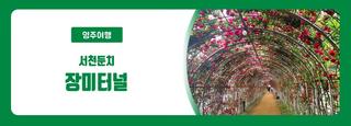 영주 서천둔치 장미터널 - 여름 산책 데이트 코스 추천
