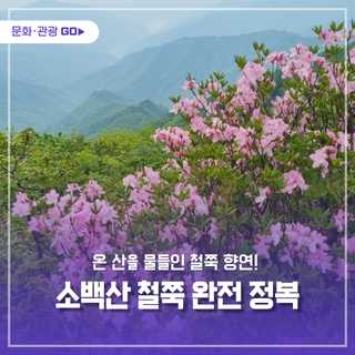 철쭉이 물든 소백산, 절정의 순간을 놓치지 마세요!