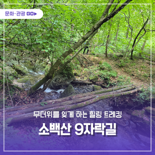 무더위를 잊게 하는 힐링 트레킹 – 소백산 자락길에서 야생화와 여름을 즐기다!