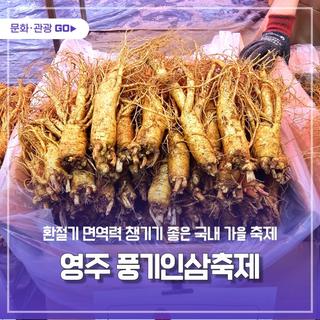 면역력 충전 가을 여행, 2025 영주 풍기인삼축제