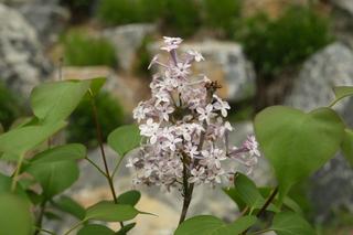 영월에 살아요_봄과 초여름 사이