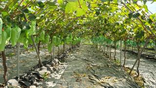 영월에 살아요_포도가 제철