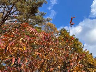 영월에 살아요_가을의 습격