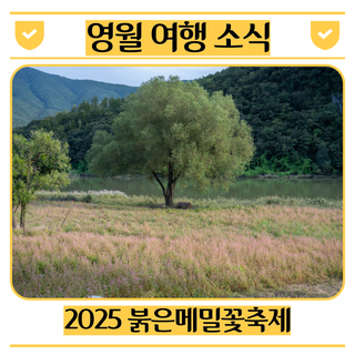 영월 가을 여행 추천  2025 붉은메밀꽃축제 일정