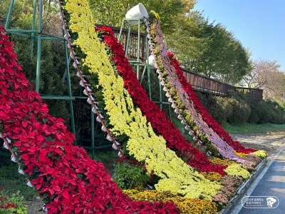 유성국화축제 가수 공연 무대