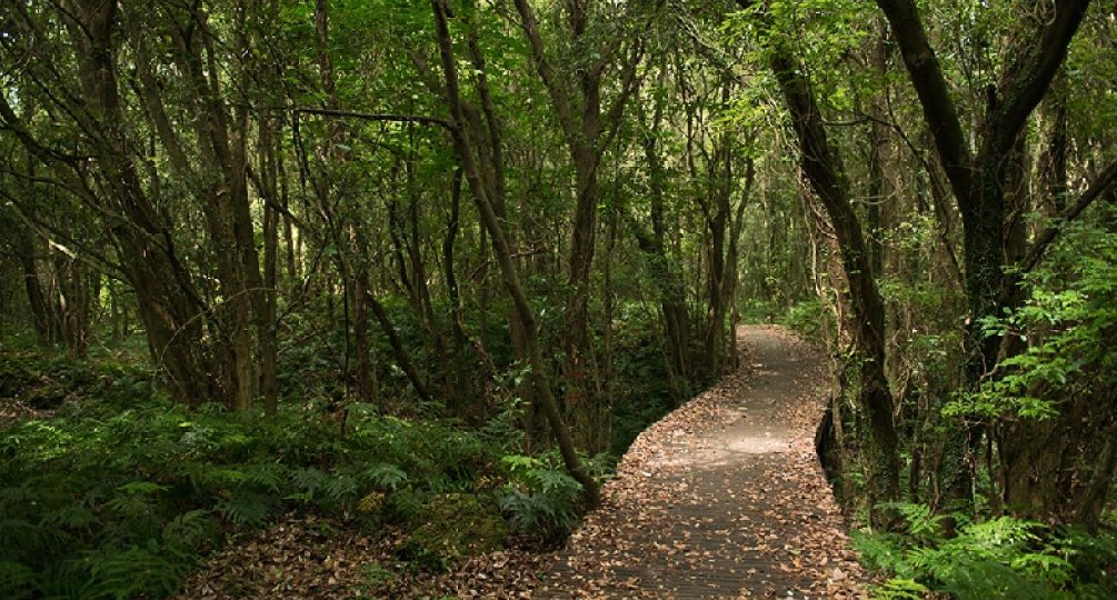 생명의 숲, 제주 곶자왈 보호에 참여해주세요