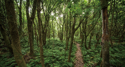 서귀포(제주도) 곶자왈 지킴이로 초대합니다!!