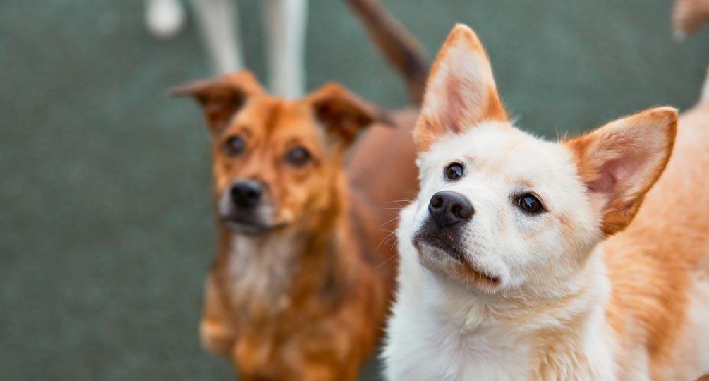 임실군 고향사랑 동물사랑 유기동물 입양지원사업 썸네일 이미지