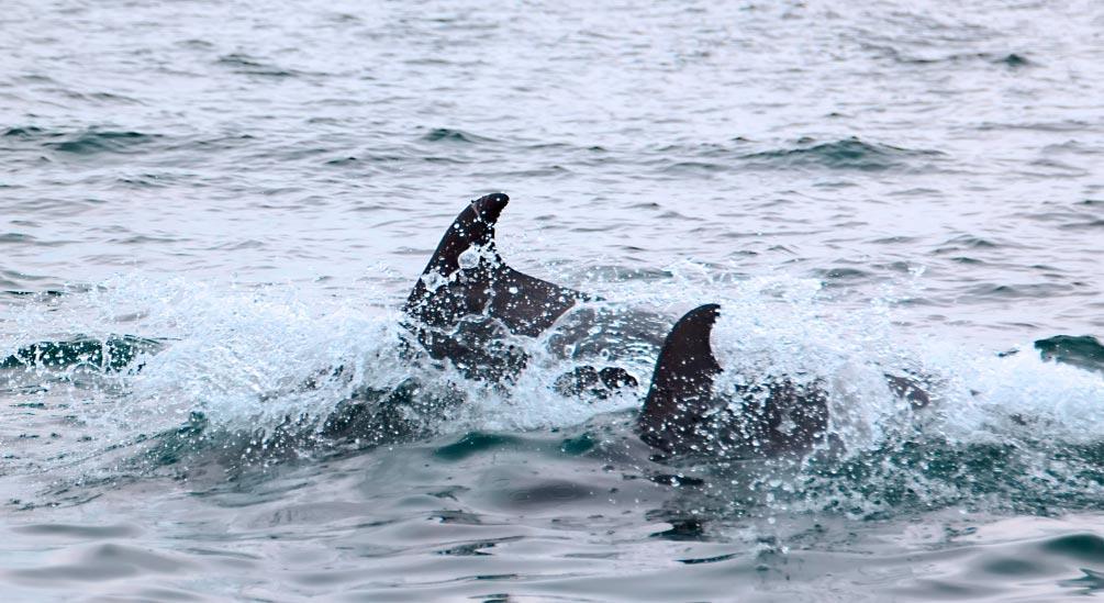 (제주) 국제멸종위기종 남방큰돌고래 보호에 동참해 주세요!!