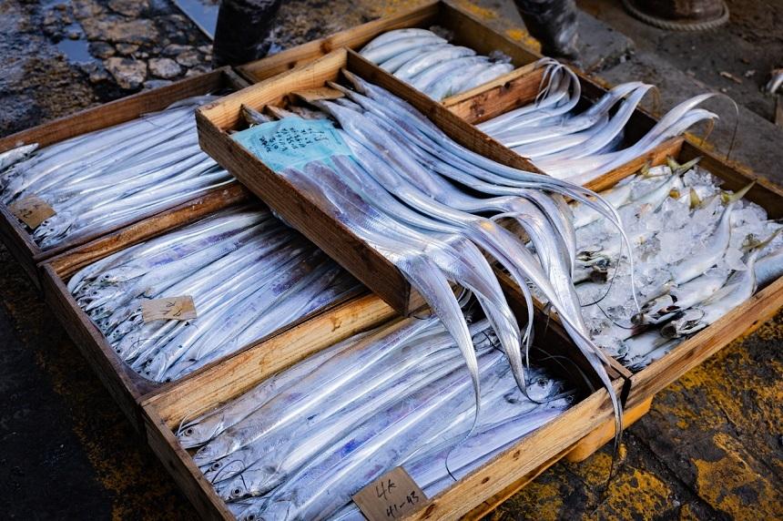 제주 명품 은갈치 선물세트14