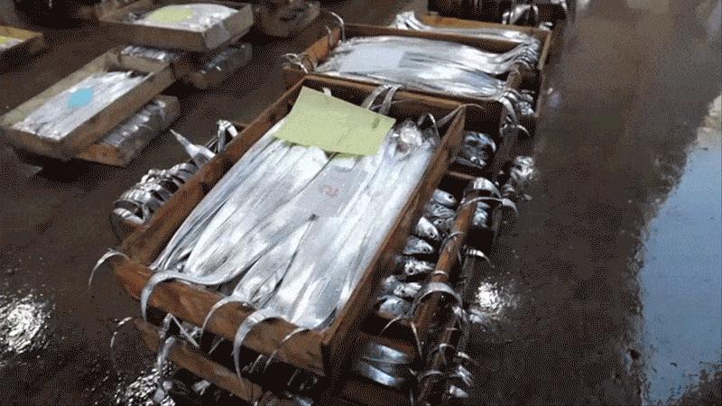 제주 명품 은갈치 선물세트13