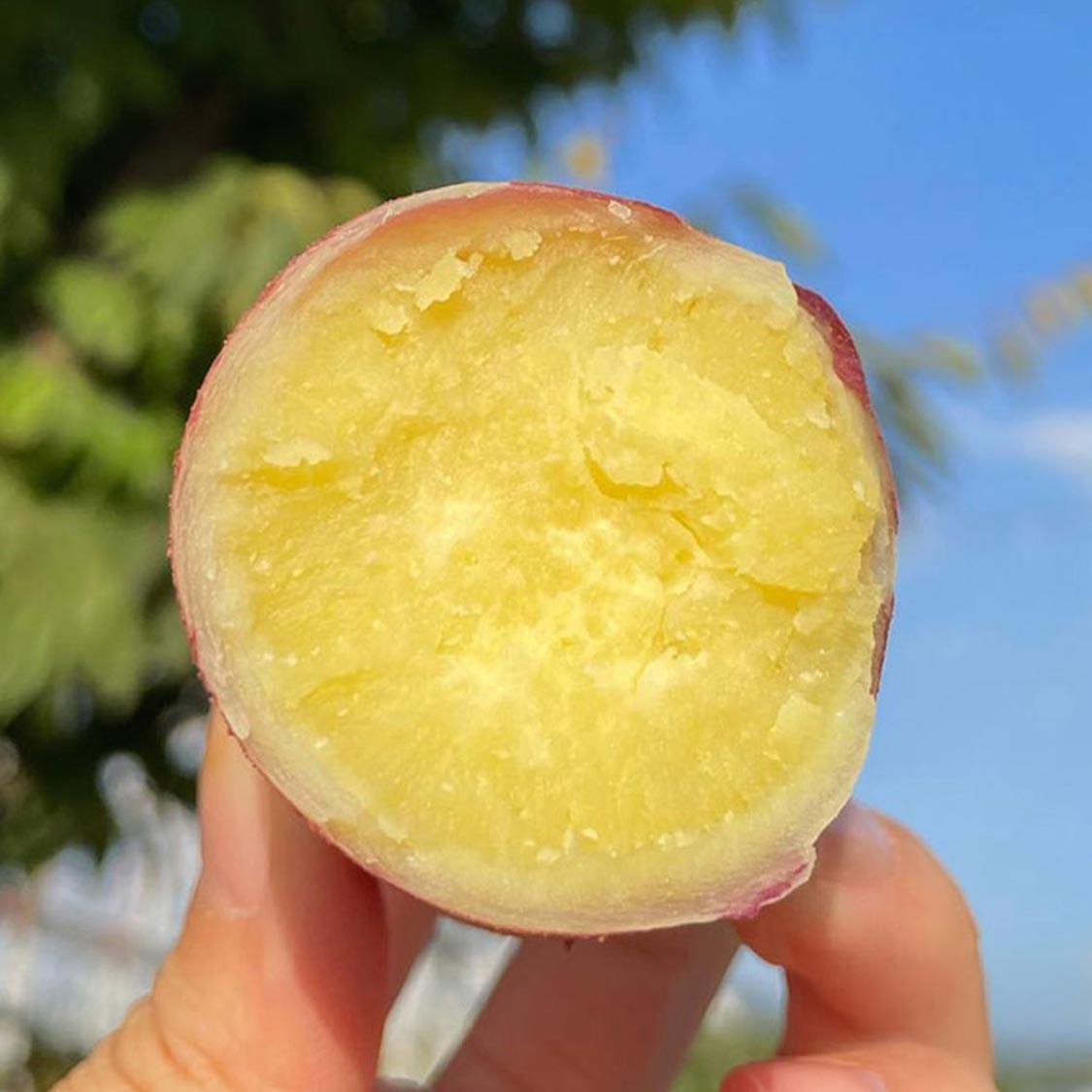 [EVENT] 무농약 김의준 꿀고구마 (대3kg + 하3kg) + 대 or 하 2kg 랜덤 추가 증정