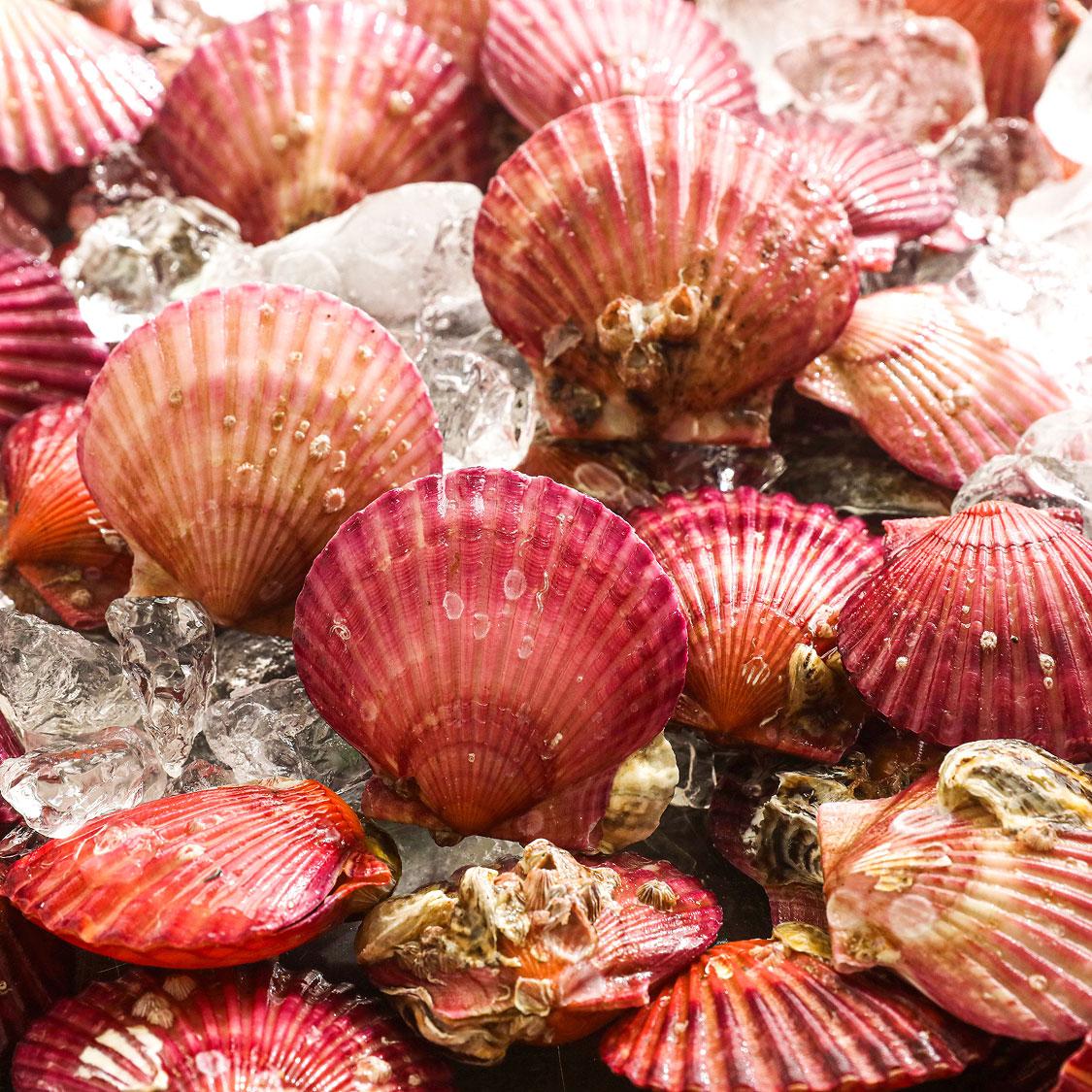 통영 홍가리비(6kg/12kg)