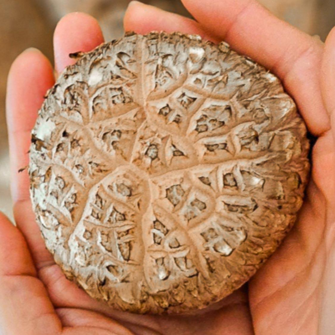 거송향생버섯 보자기포장 1kg