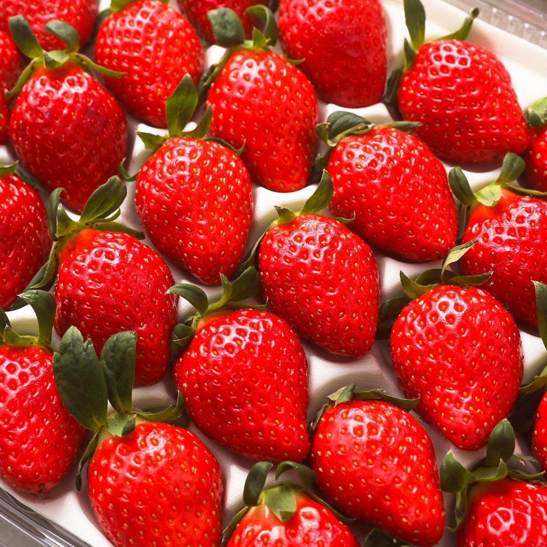 연곡 페이머스파머스 딸기 800g