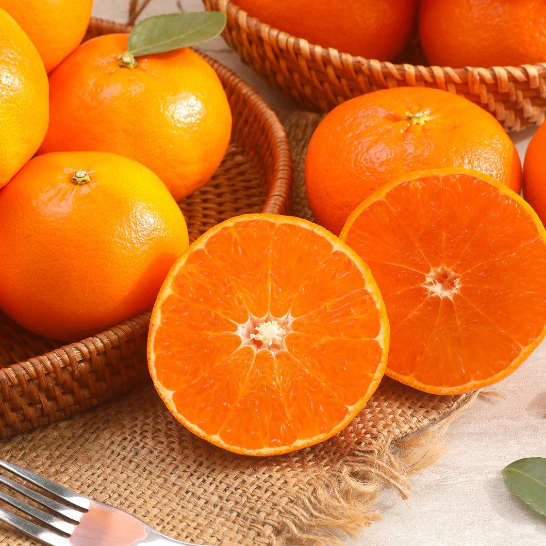 [선착순 1만명] 한라봉 2.5kg + 천혜향 2.5kg