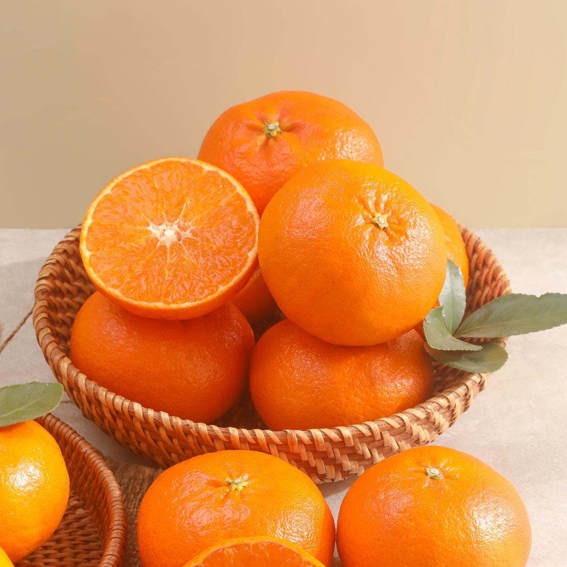 [선착순 1만명] 한라봉 2.5kg + 천혜향 2.5kg