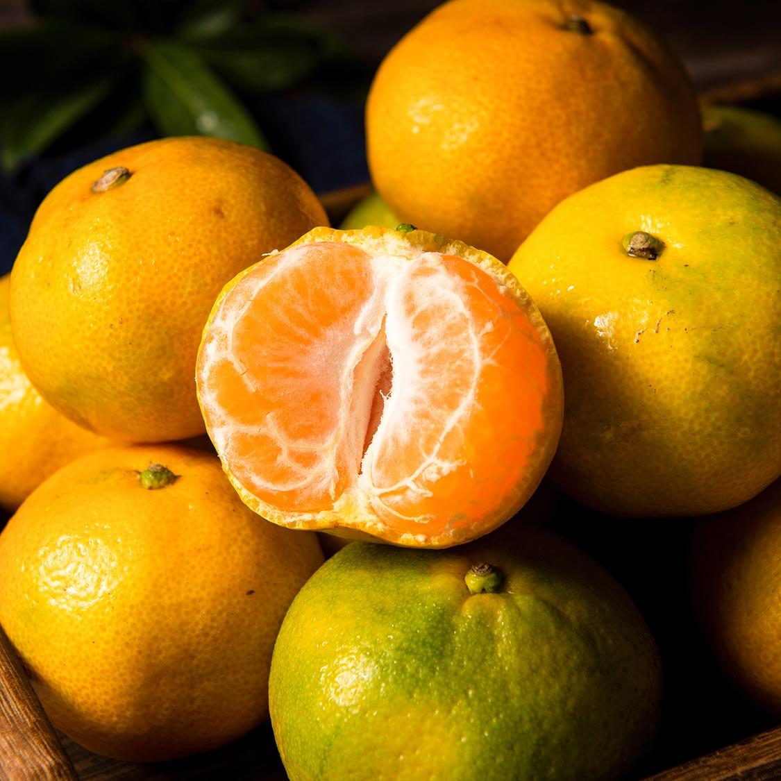 효돈 농협 프리미엄 감귤 (3kg/5kg) 이미지