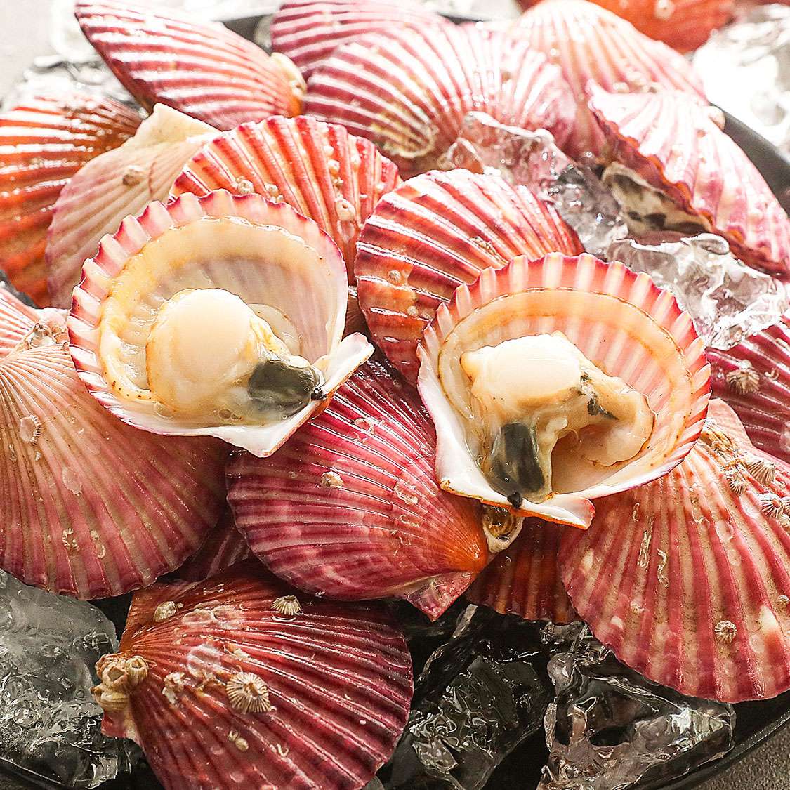 통영 홍가리비(6kg/12kg)