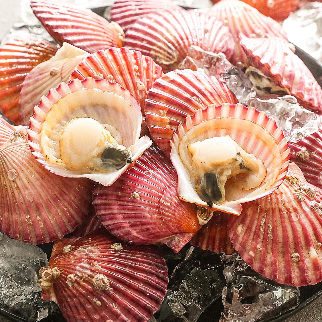 통영 홍가리비(6kg/12kg)