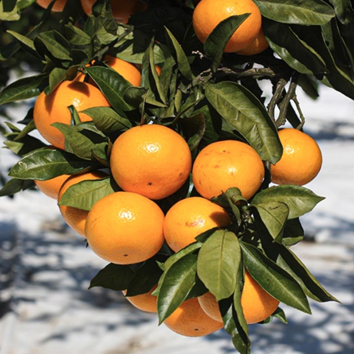 행복담원 타이벡귤 5kg (로얄과)