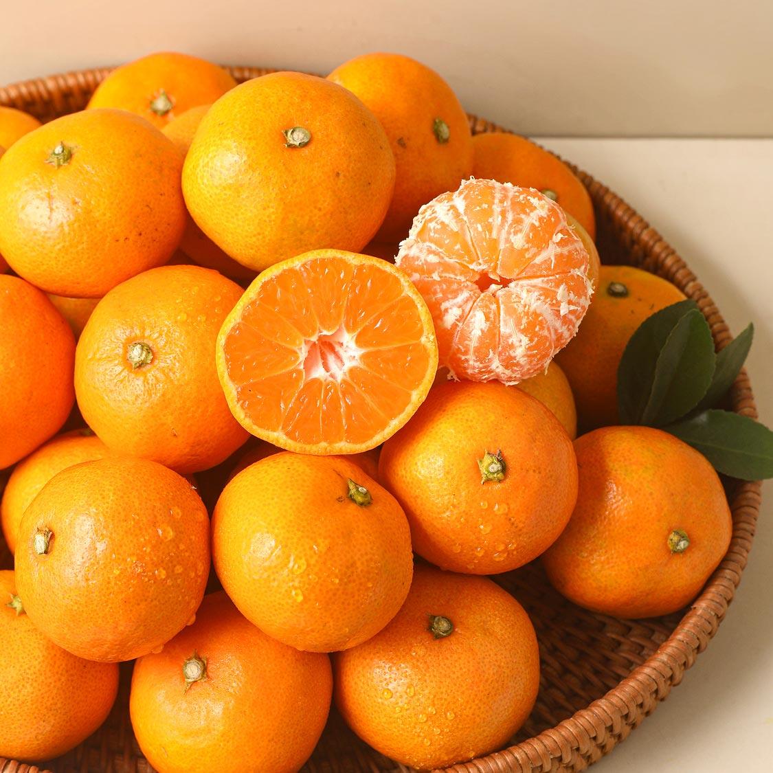 행복담원 타이벡귤 5kg (로얄과)