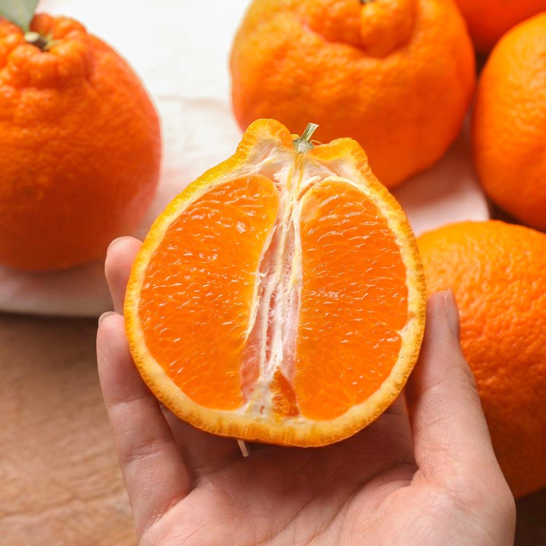 [선착순 1만명] 한라봉 2.5kg + 천혜향 2.5kg