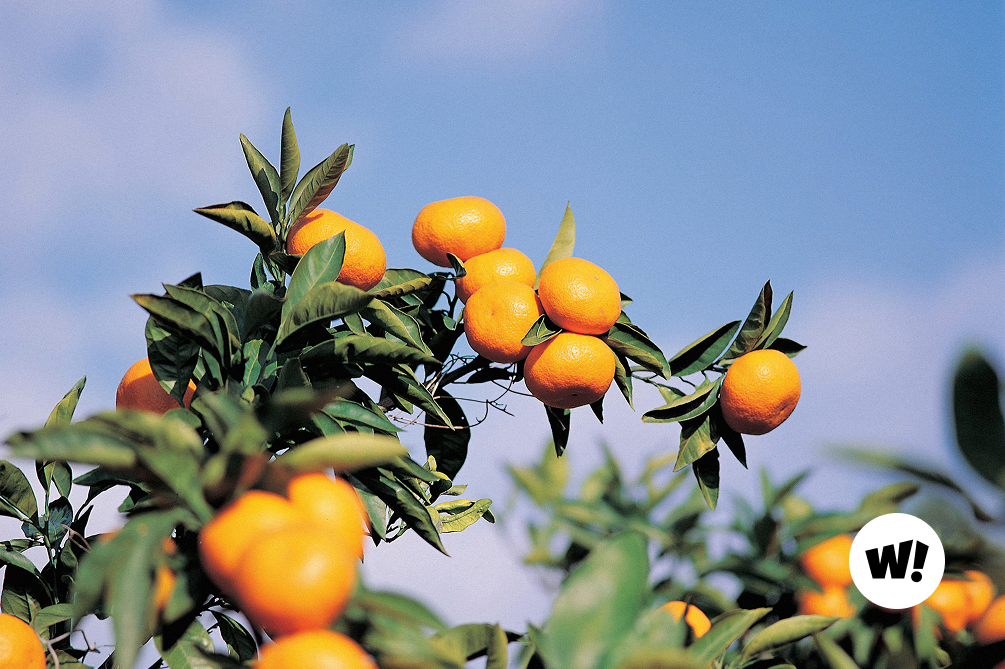 제주의 여름을  선물할 답례품 추천