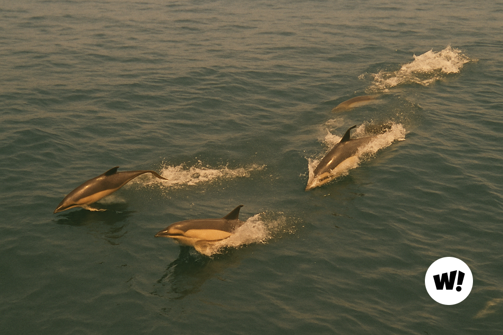 ‘0원 기부’로  돌고래를 지키는 방법
