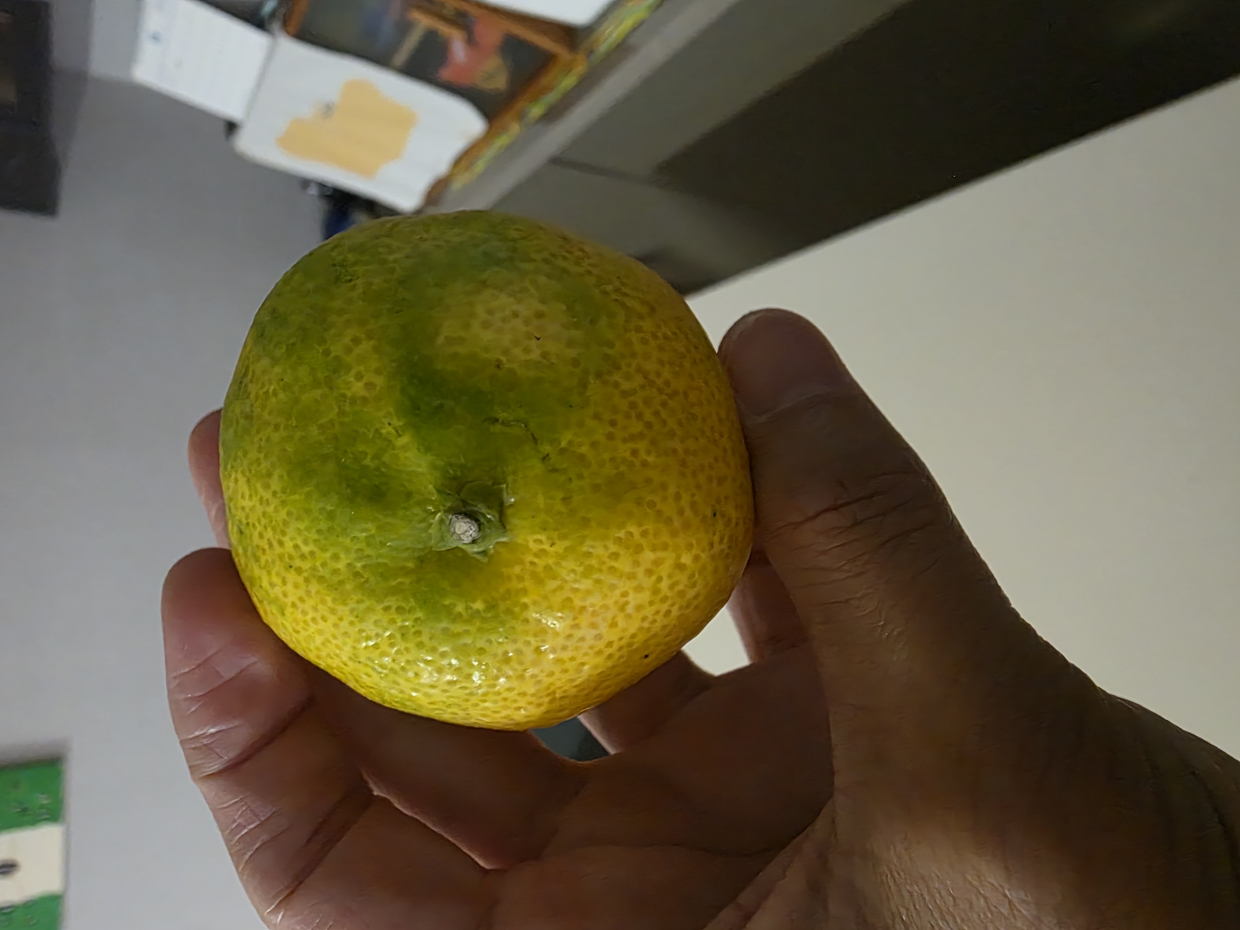 효돈 농협 감귤 (3kg/5kg)-1