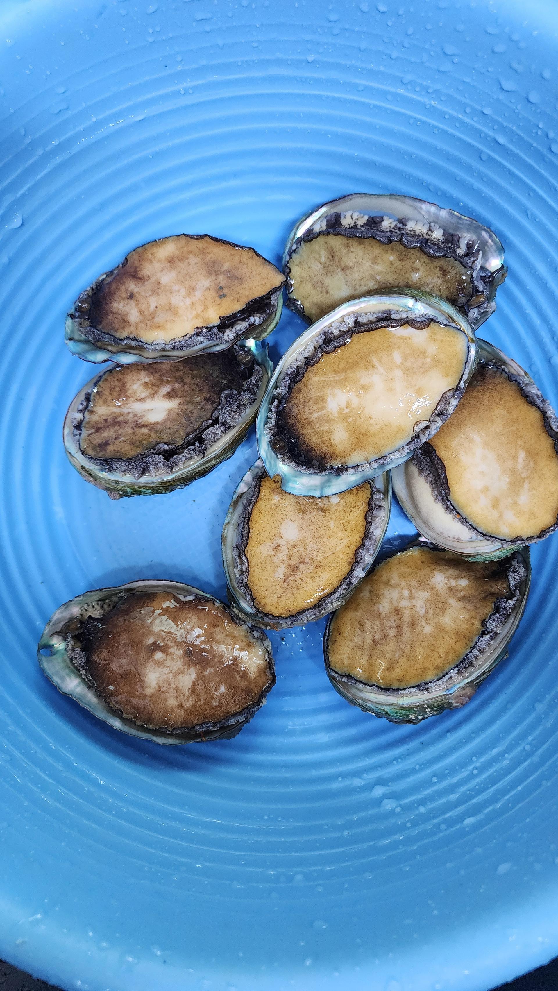 완도전복 실속선물세트 (특대/특)