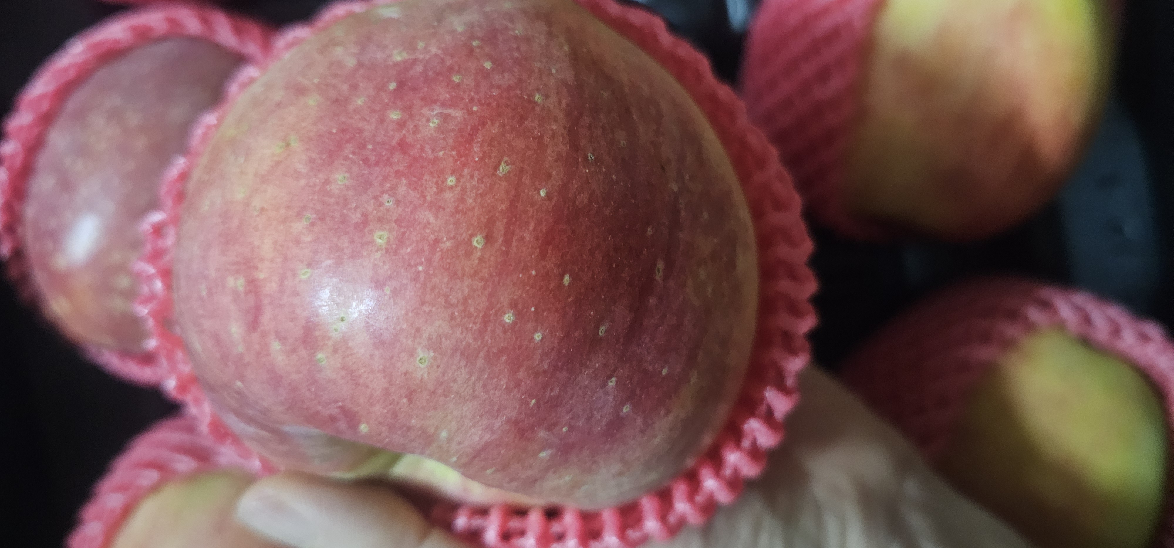 대경사과원예농협 영주 아오리 사과 3.5kg 선물세트 (12입내)-2
