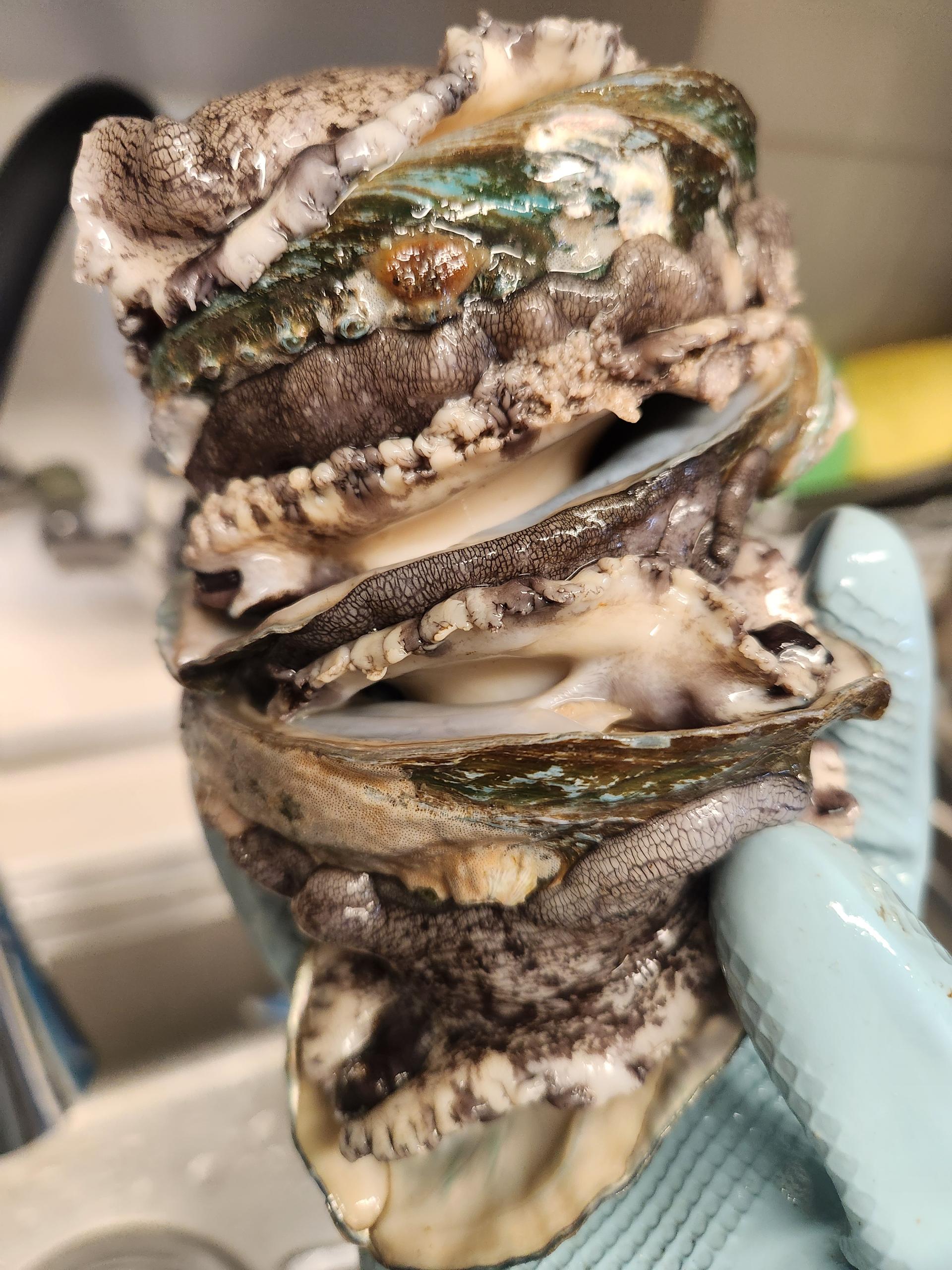 활전복 1kg (10~12미) + 1마리 추가