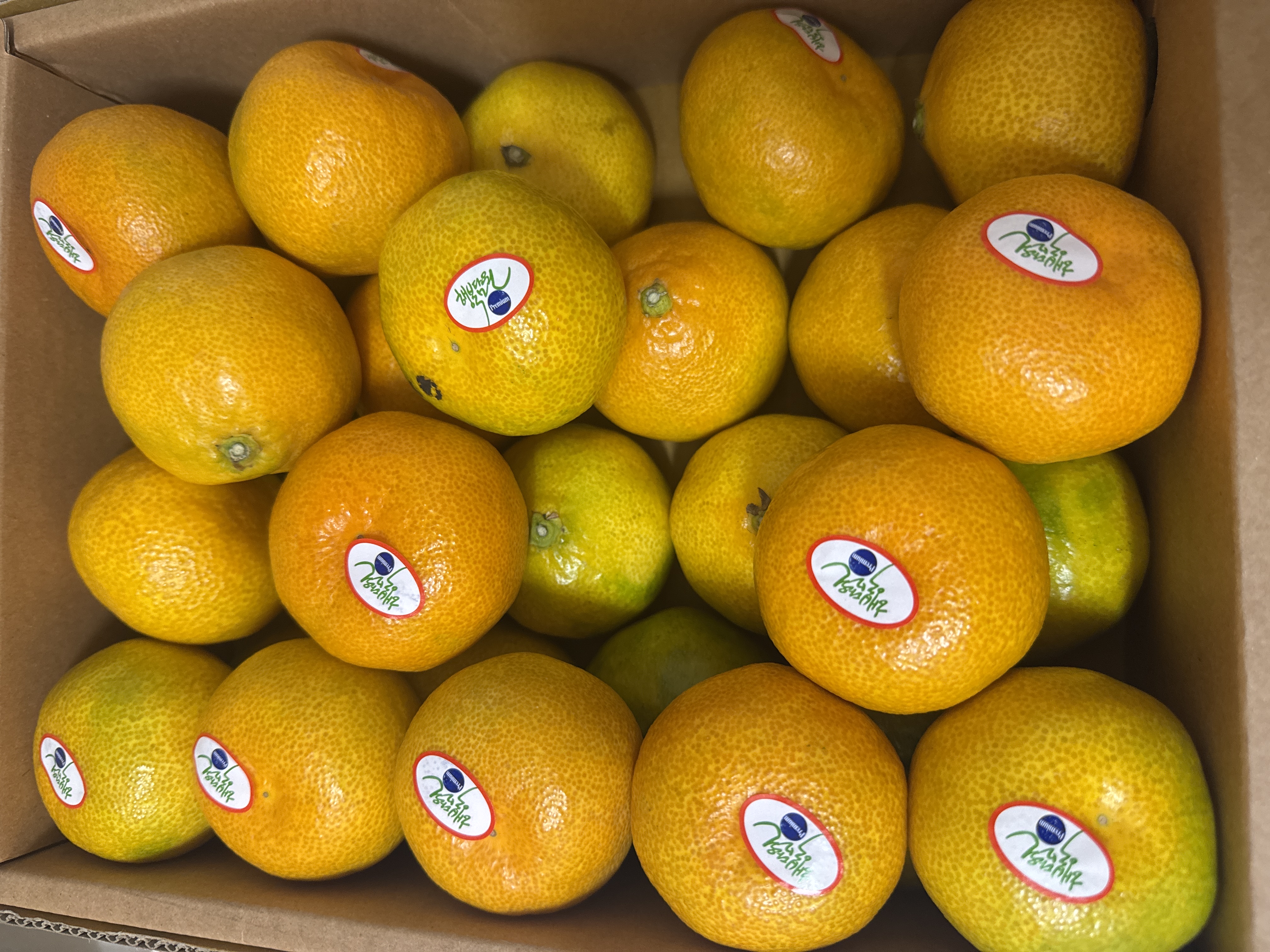 효돈 농협 프리미엄 감귤 (3kg/5kg)-1
