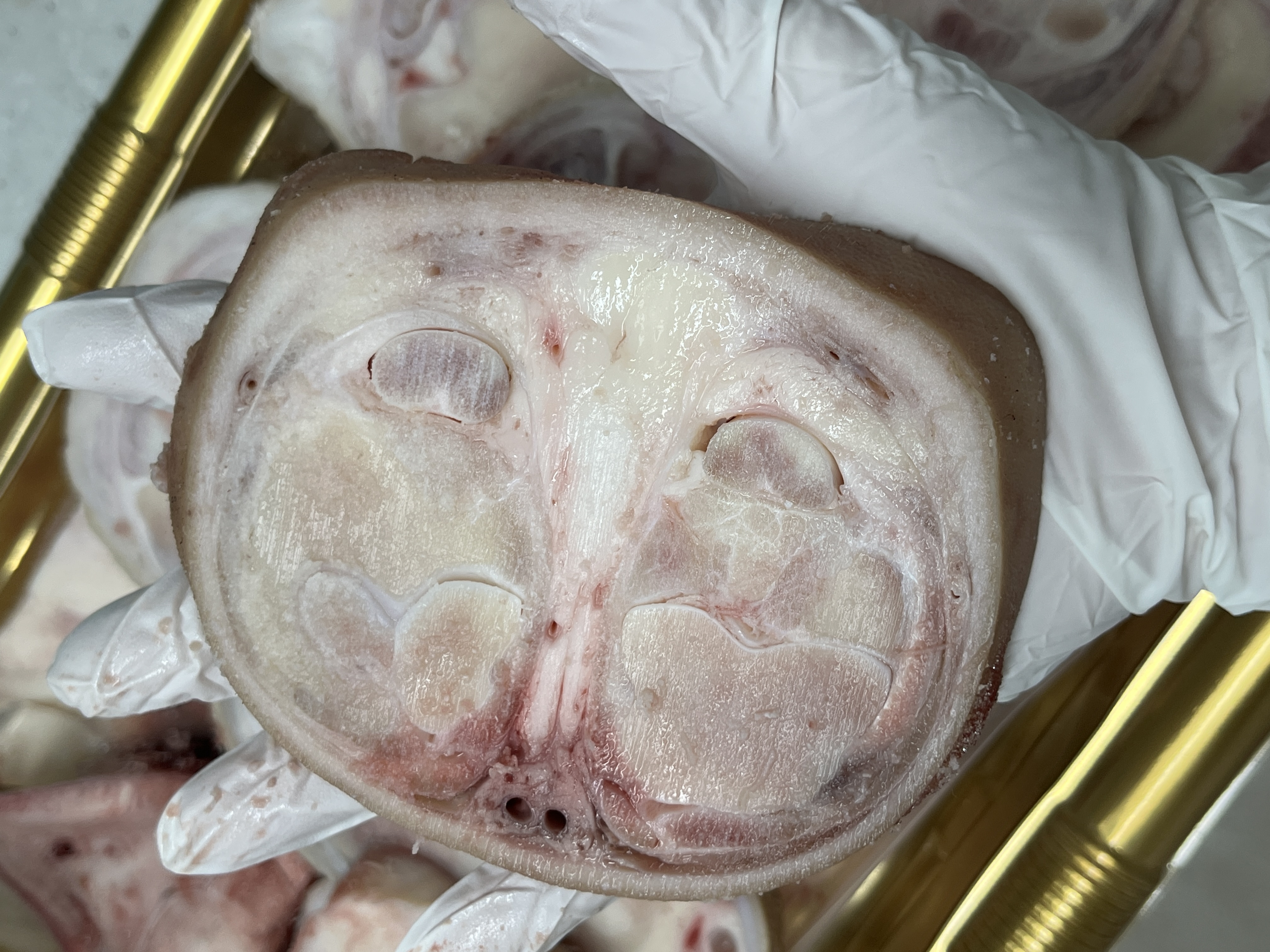 영암매력한우 1+이상 우족세트 (2.5Kg이상)-3