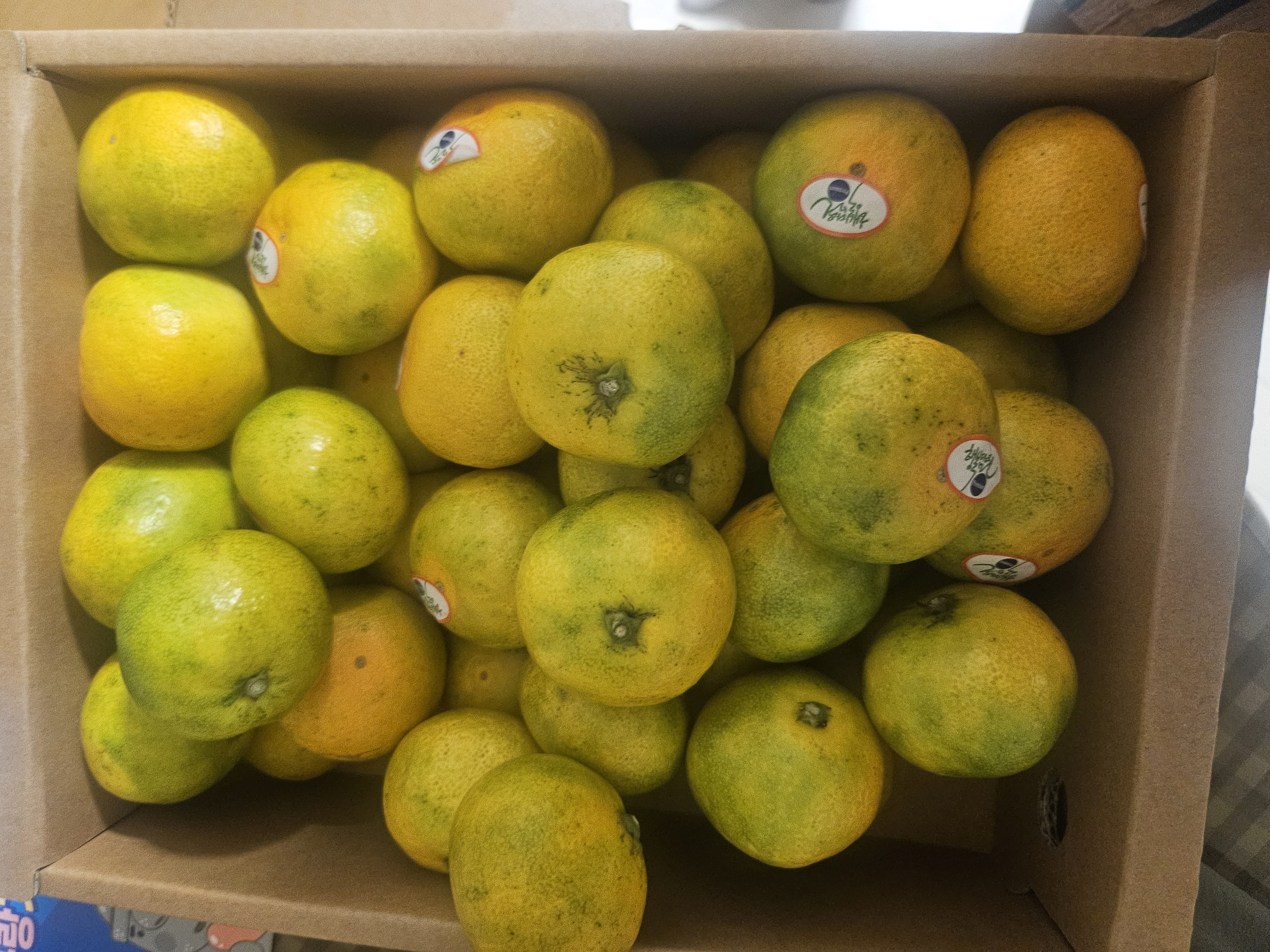 효돈 농협 프리미엄 감귤 (3kg/5kg)-1