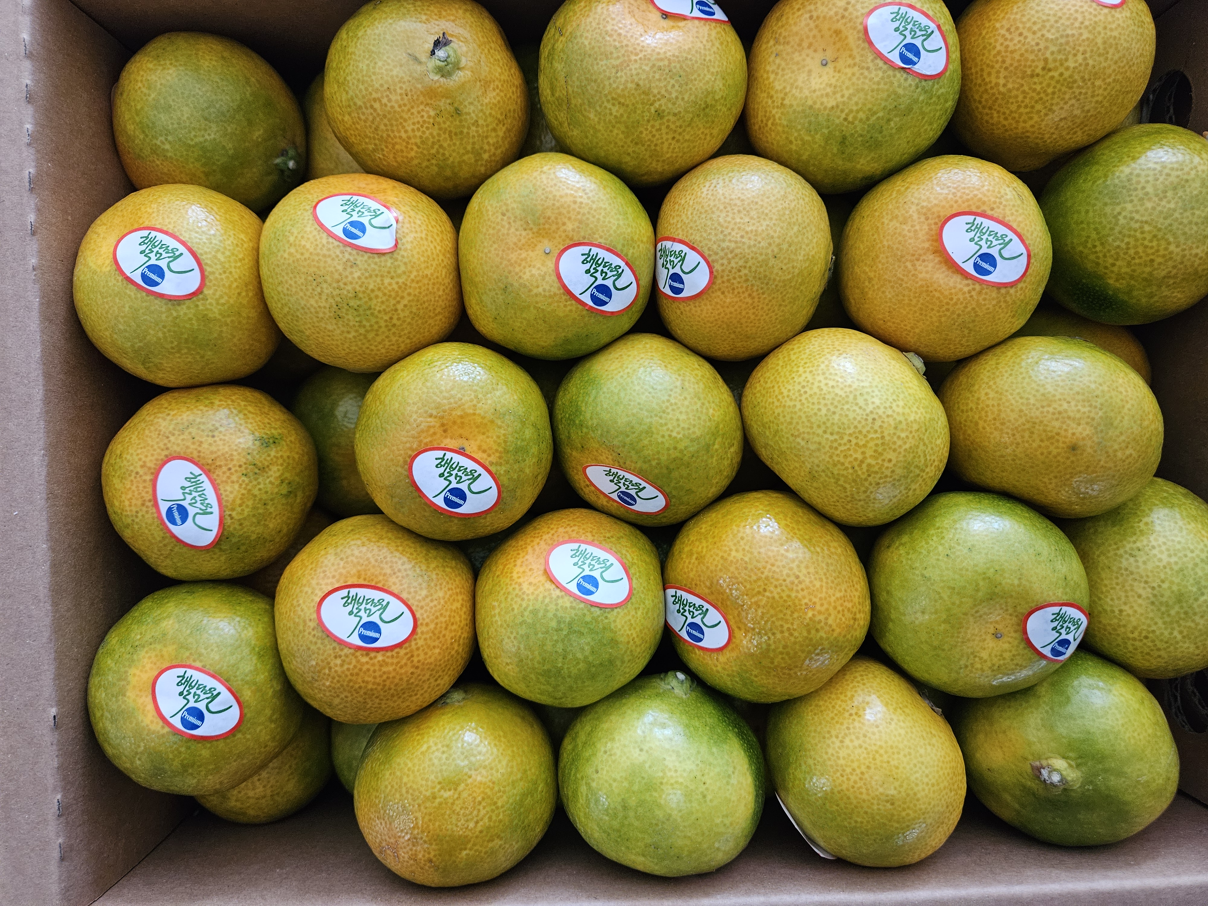 효돈 농협 프리미엄 감귤 (3kg/5kg)-1