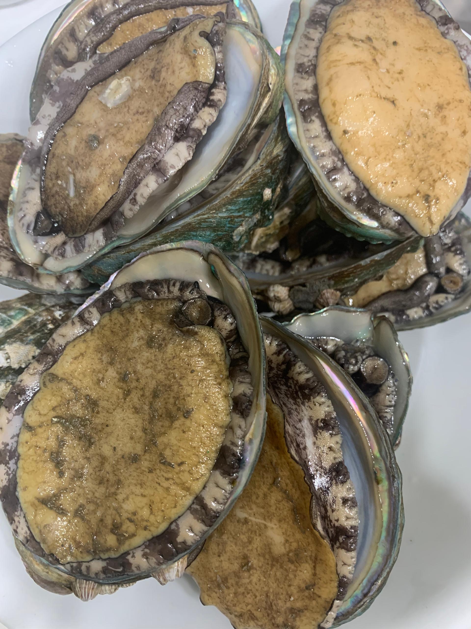 완도 전복 실속 선물세트 (1kg)