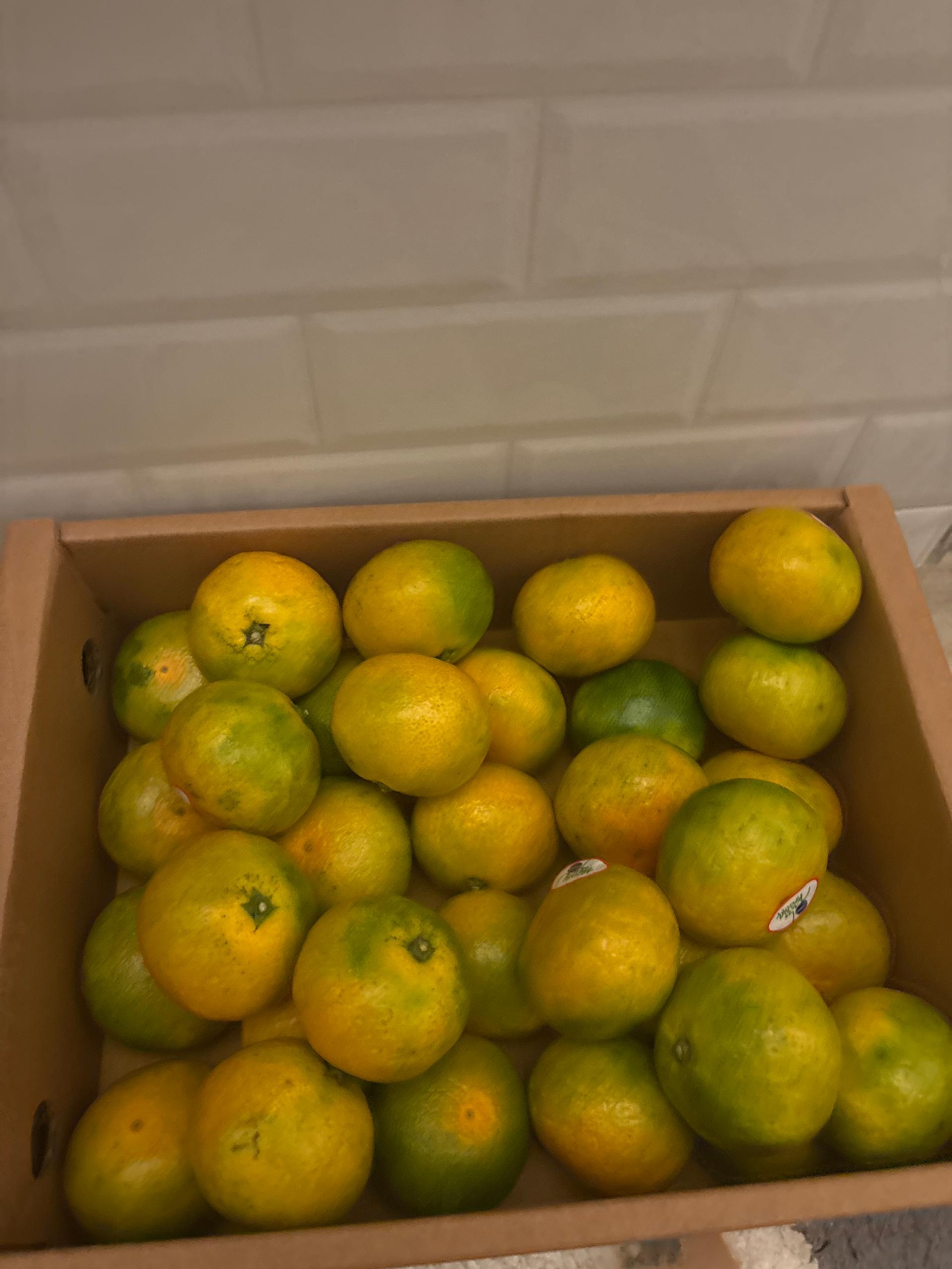 효돈 농협 프리미엄 감귤 (3kg/5kg) 이미지