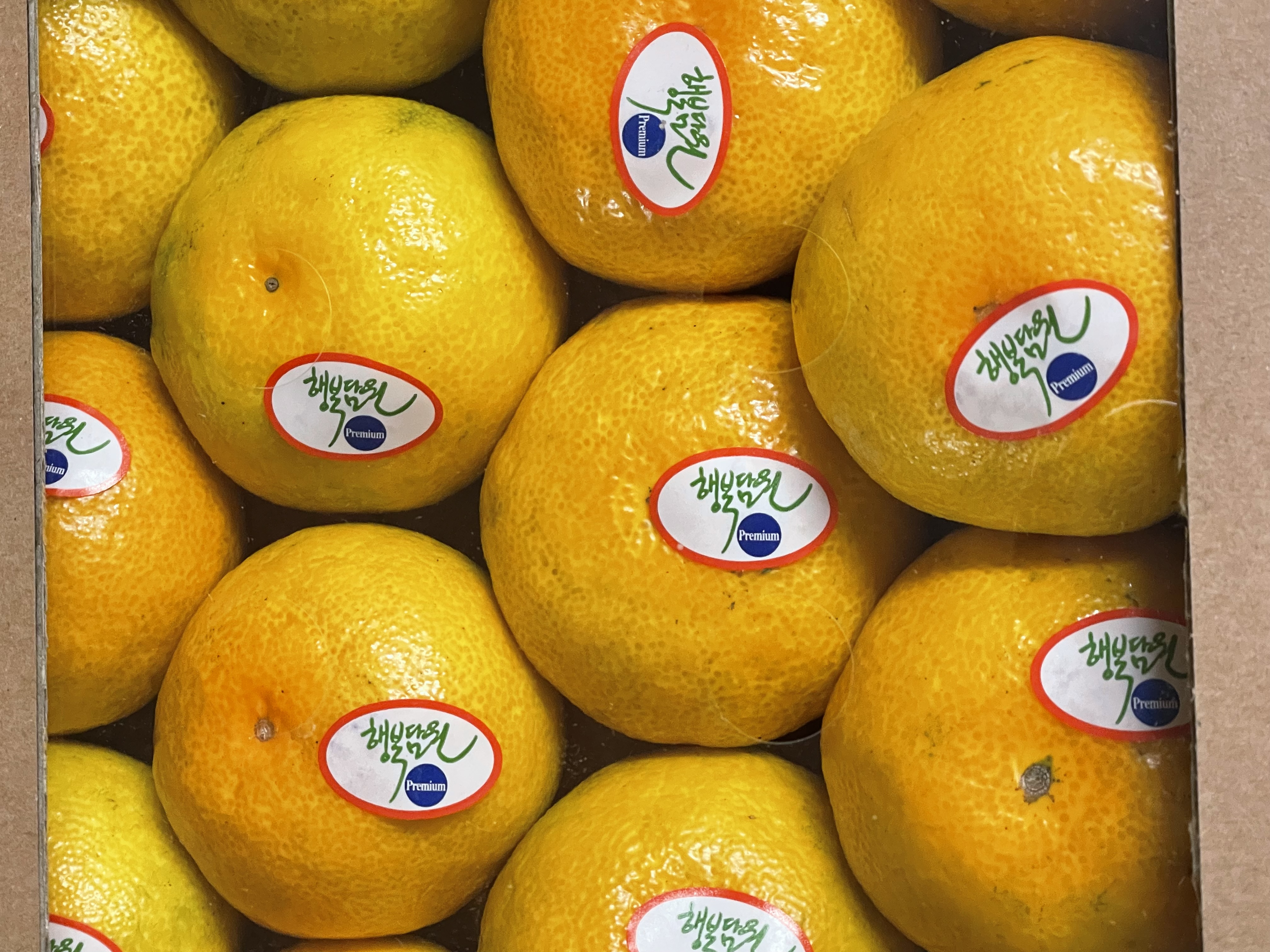 효돈 농협 프리미엄 감귤 (3kg/5kg)-1