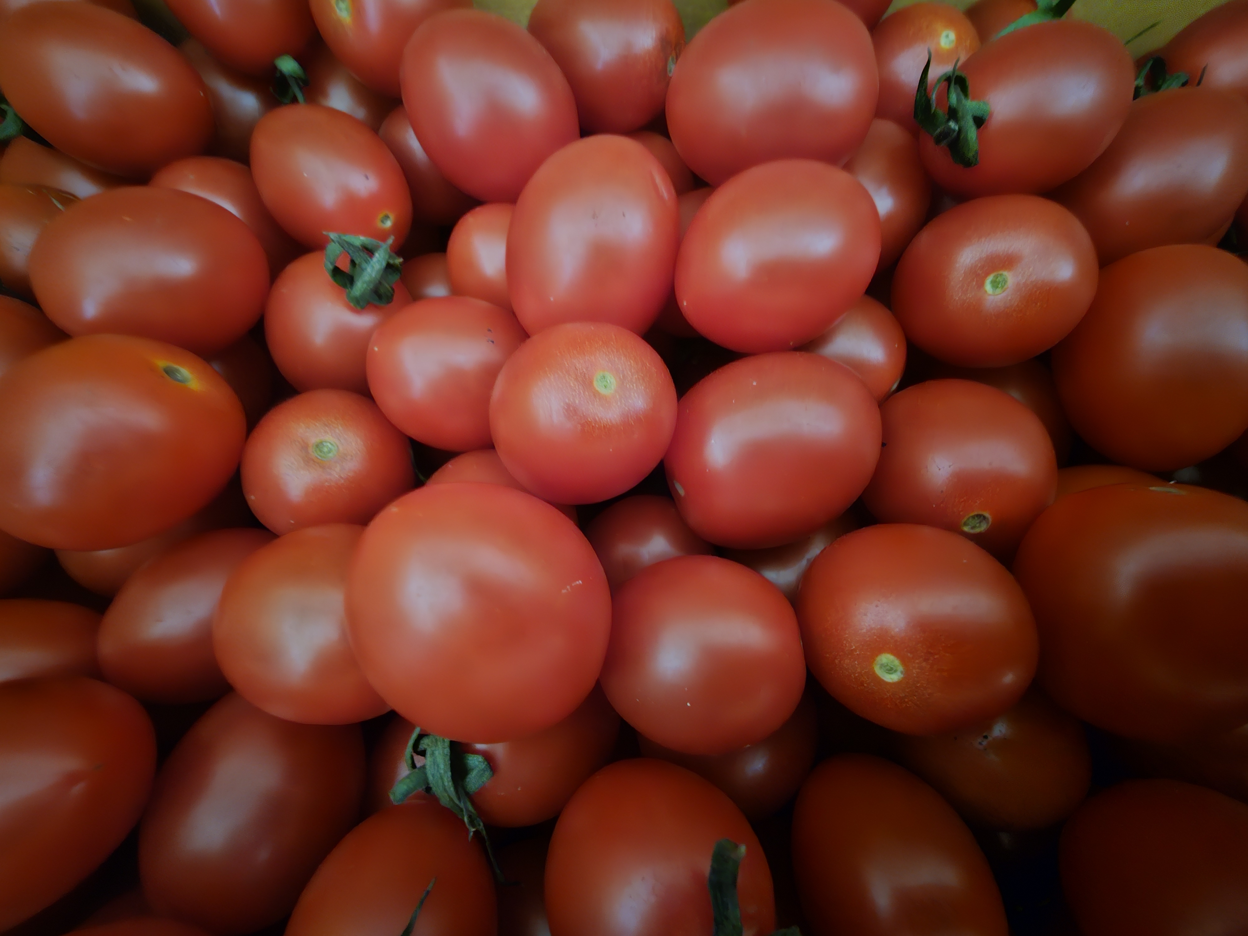 대추방울토마토 5kg + 1kg-2