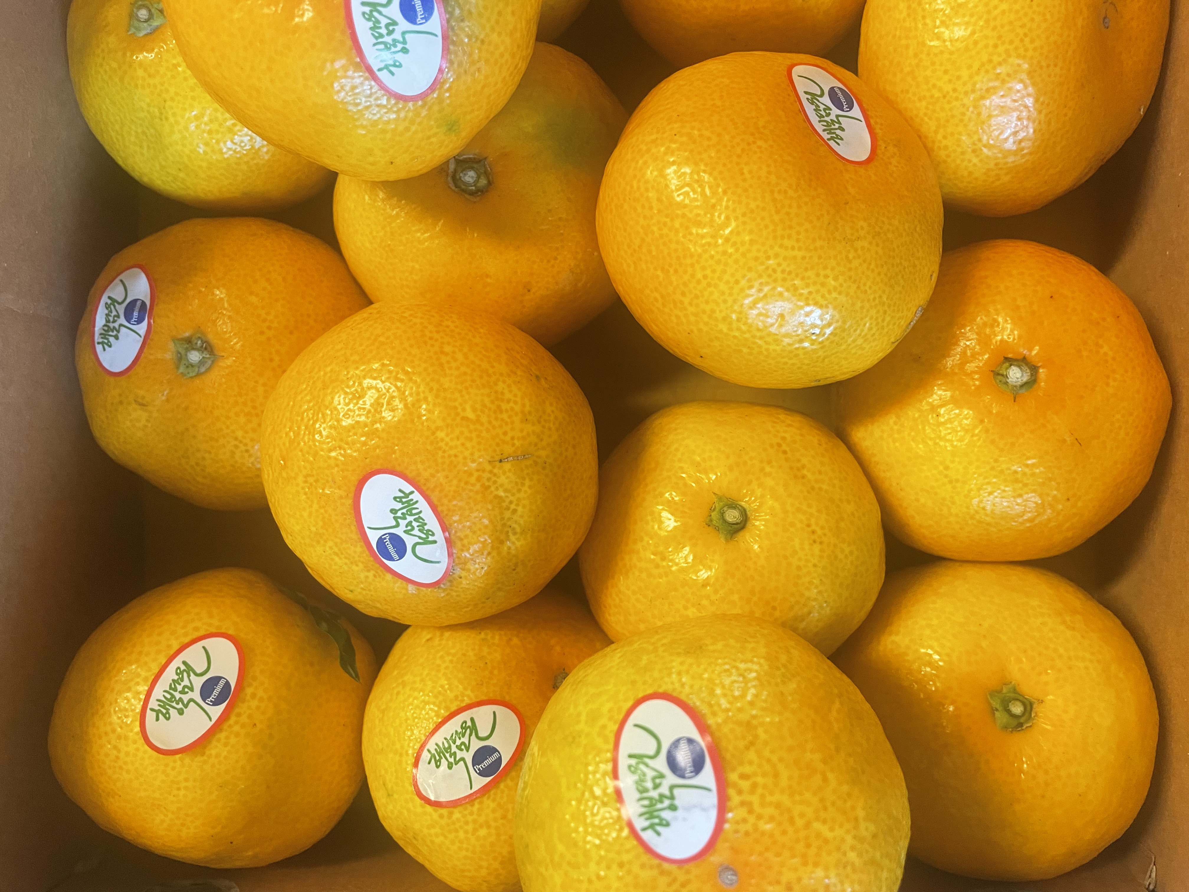 효돈 농협 프리미엄 감귤 (3kg/5kg)-1