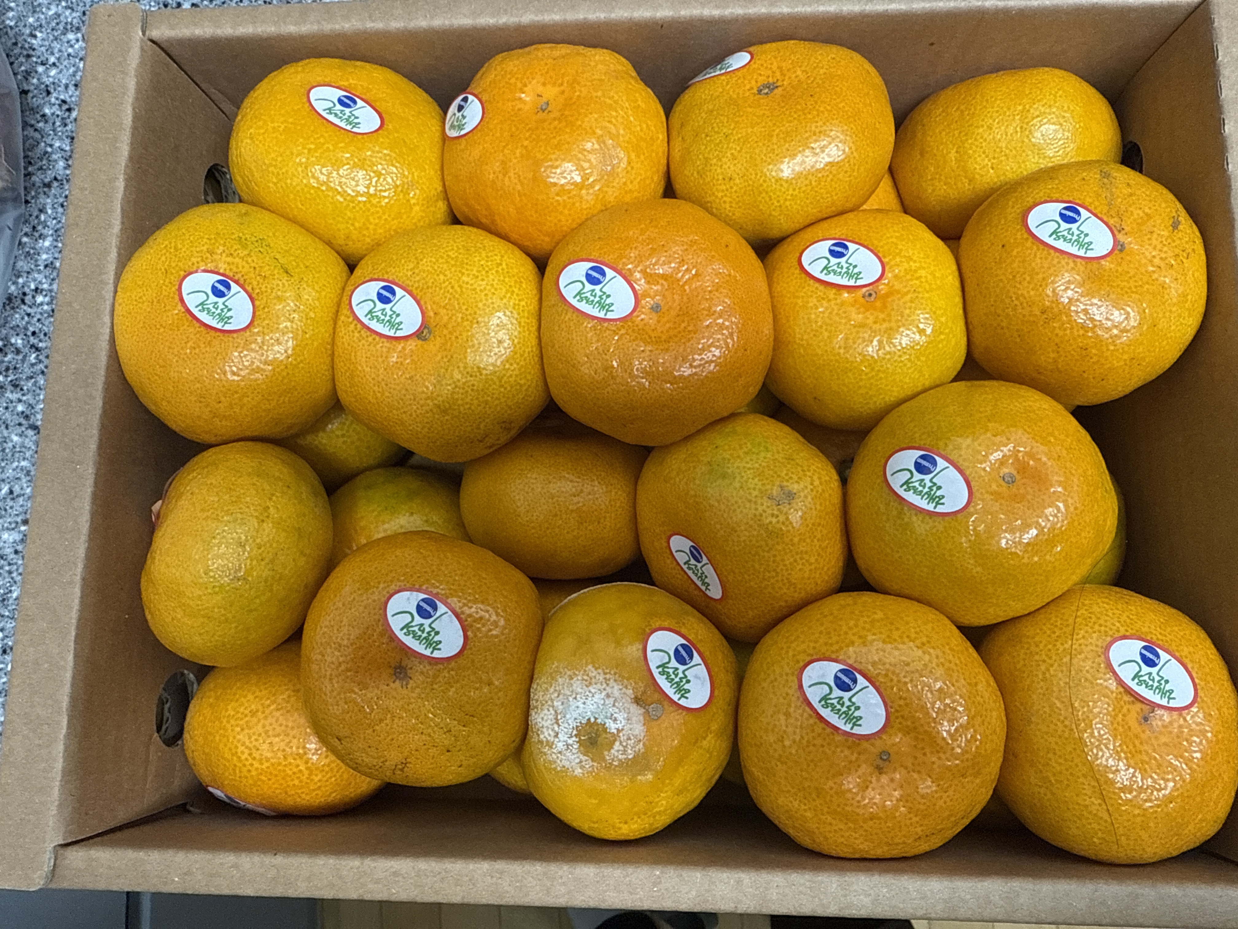 효돈 농협 프리미엄 감귤 (3kg/5kg)-1