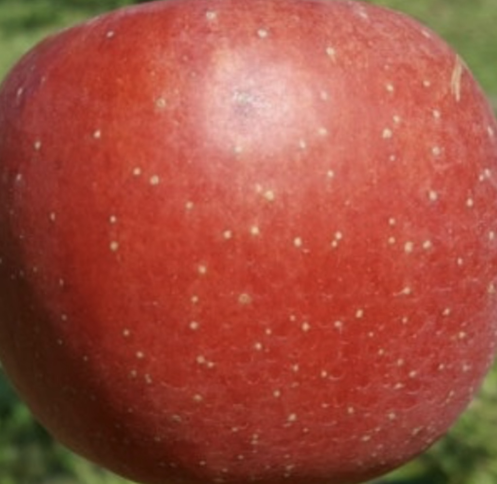 대경사과원예농협 영주사과 3.2kg 선물세트 (11입내)+1kg 추가증정-1