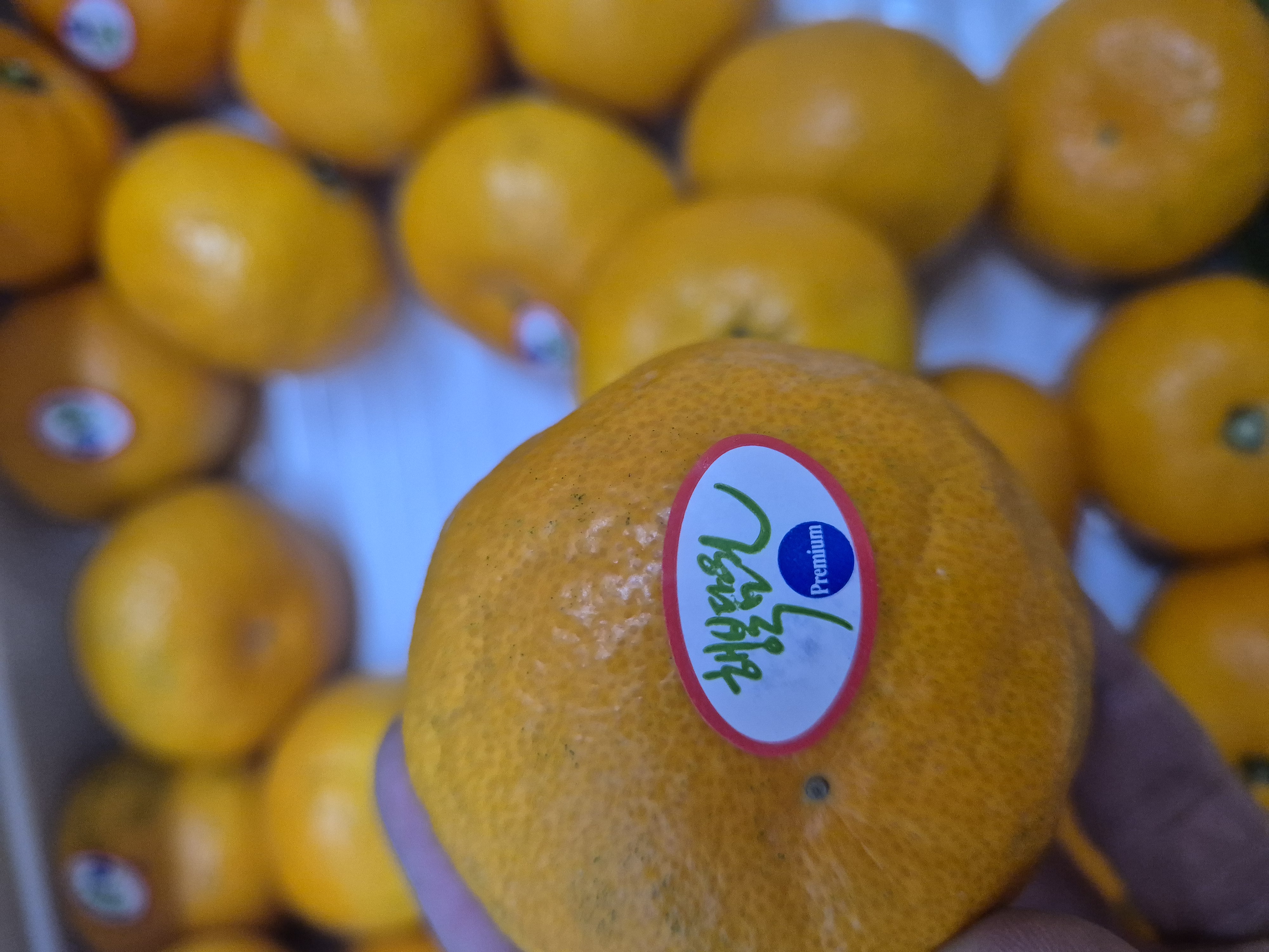 효돈 농협 프리미엄 감귤 (3kg/5kg)-1