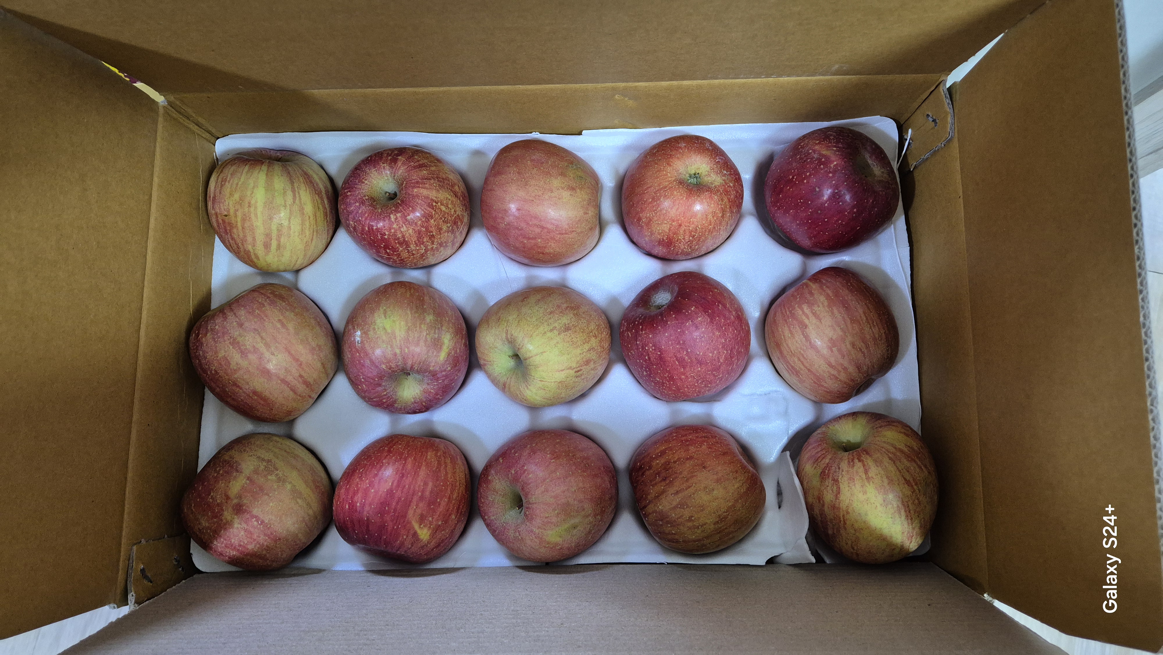 풍기농협 영주사과 3.5kg-1