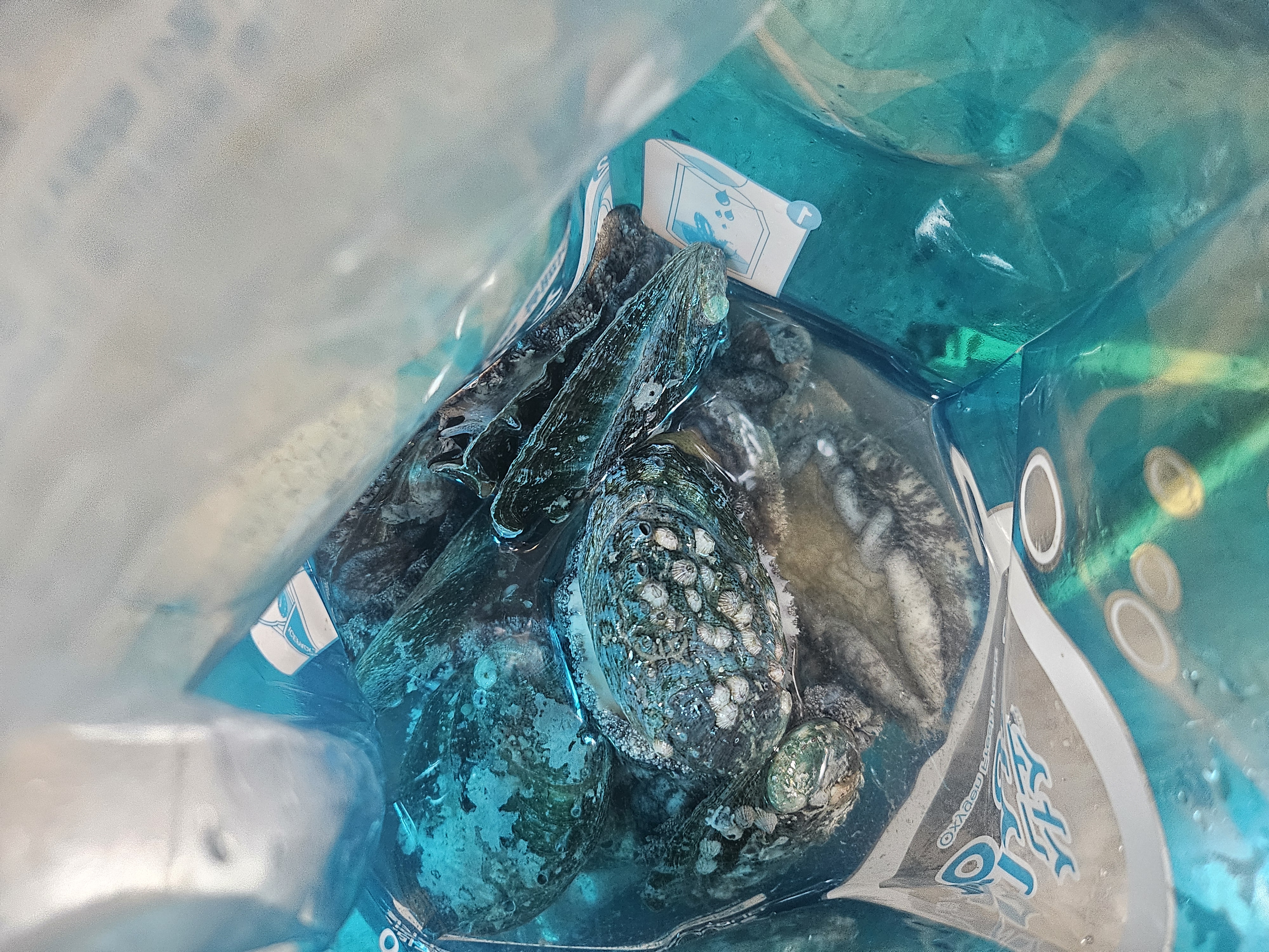 땅끝일번가전복 활전복 18미 - 1kg-1