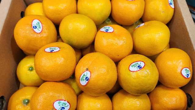 효돈 농협 프리미엄 감귤 (3kg/5kg)-2