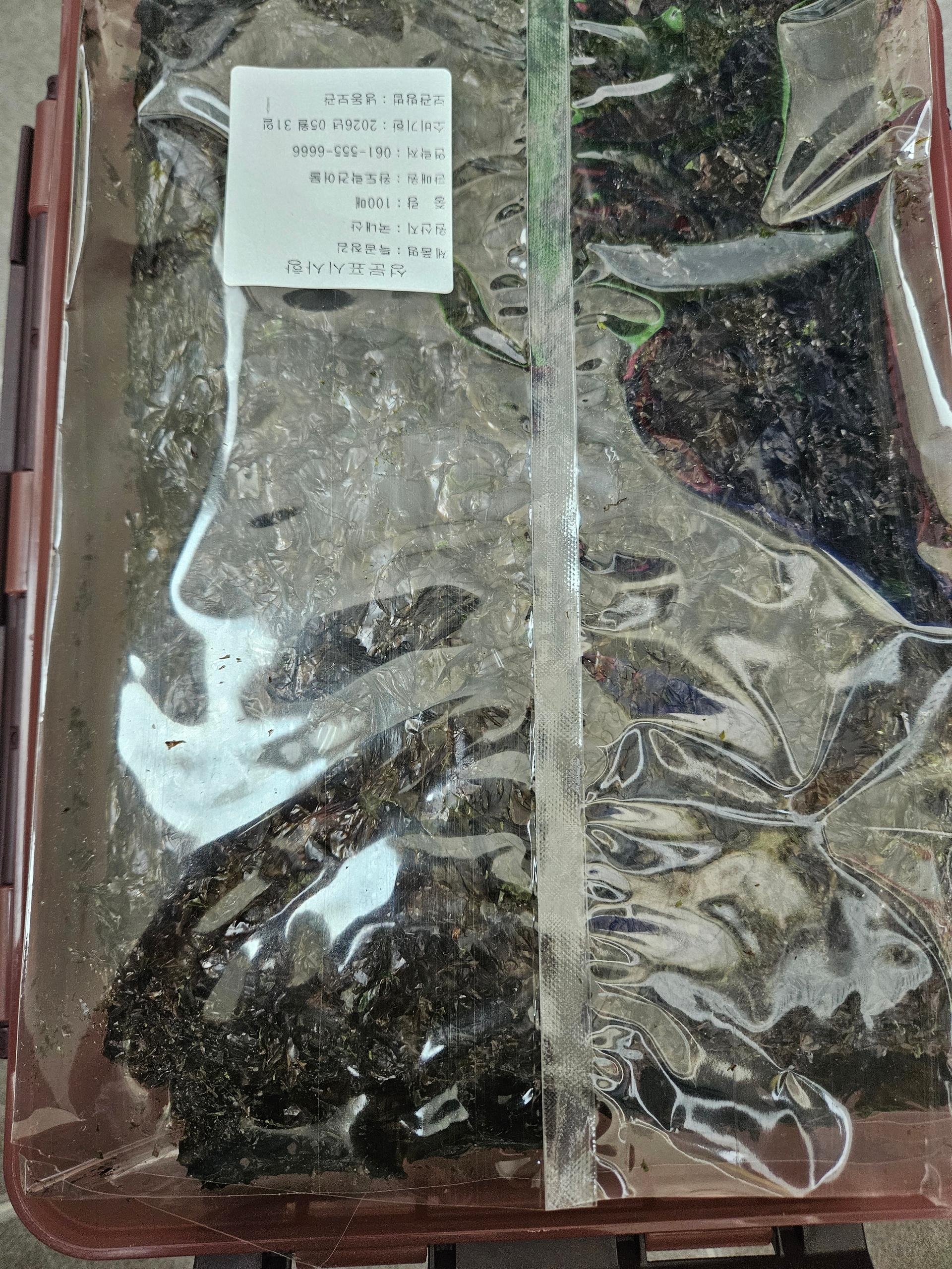 완도락 2025년  햇곱창김 100장